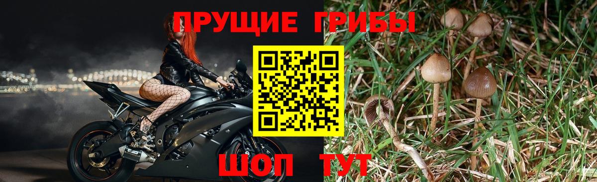 Псилоцибиновые грибы GOLDEN TEACHER Асино